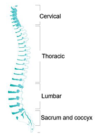 Spinal anatomy showing the cervical, thoracic, lumbar and sacrum/coccyx regions